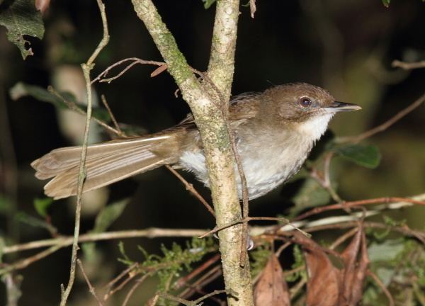 Terrestrial brownbul Terrestrial Brownbul Phyllastrephus terrestris Buckham Birding