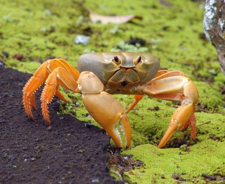 Terrestrial crab