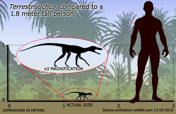 Terrestrisuchus wwwprehistoricwildlifecomimagesspeciestterr