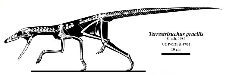 Terrestrisuchus FileTerrestrisuchusjpg Wikimedia Commons