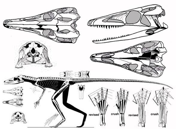 Terrestrisuchus terrestrisuchus588jpg