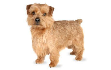 Terrier Norfolk Terrier Dog Breed Information Pictures Characteristics