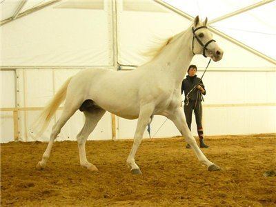 Tersk horse Tersk Horse Info Origin History Pictures Horse Breeds
