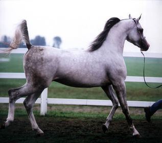 Tersk horse Tersk Horse Info Origin History Pictures Horse Breeds