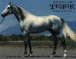 Tersk horse The Tersk Horse Breed Pony Breed Horse Breeding Equiworld