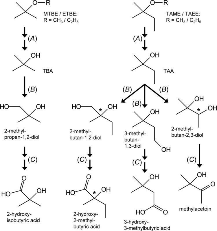 Tert-Amyl alcohol Bacterial Degradation of tertAmyl Alcohol Proceeds via Hemiterpene