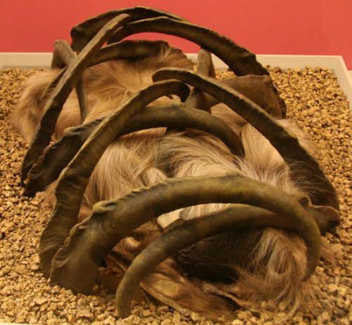 Teshik-Tash Reconstruction of the 39burial39 with ibex horns at Teshik Tash