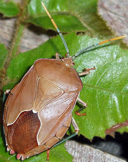 Tessaratomidae TESSARATOMIDAE Tessaratomid bugs