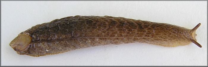 Testacella haliotidea Draparnaud 1801 quotShelled Slugquot