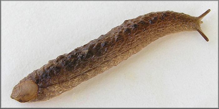 Testacella haliotidea Draparnaud 1801 quotShelled Slugquot