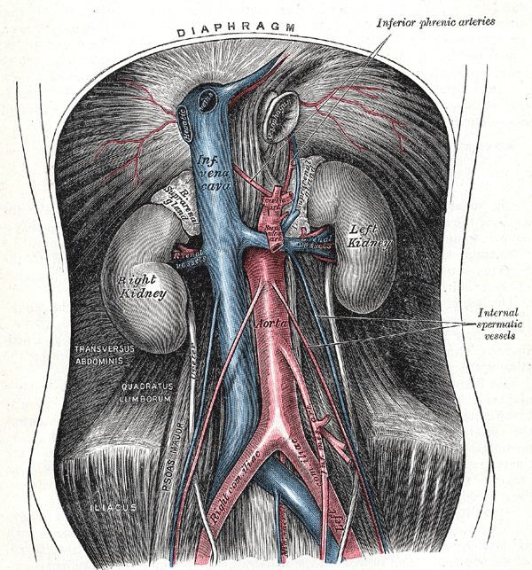 Testicular artery