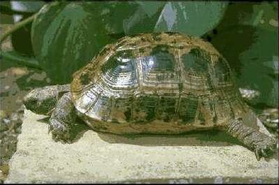 Testudo (genus) A Guide to the Identification of Tortoises in the Genus Testudo
