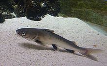Tete sea catfish httpsuploadwikimediaorgwikipediacommonsthu