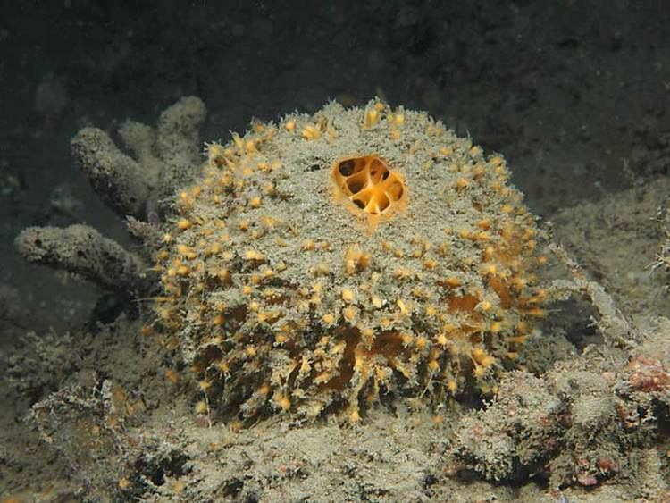 Tethya aurantium MarLIN The Marine Life Information Network Golf ball sponge