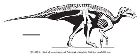 Tethyshadros There are dwarf islanddwelling cursorial tridactyl hadrosaurs