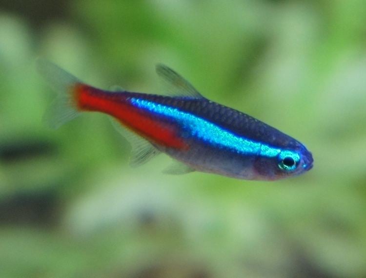 Tetra Neon Tetra Fish The Care Feeding and Breeding of Neon Tetras