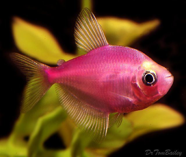 Tetra 78 Best ideas about Tetra Fish on Pinterest Freshwater aquarium