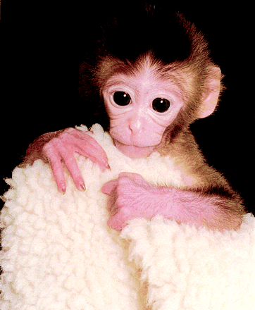 Tetra (monkey) httpsnerdmonkey42fileswordpresscom201202m