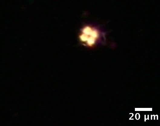 Tetrabaena