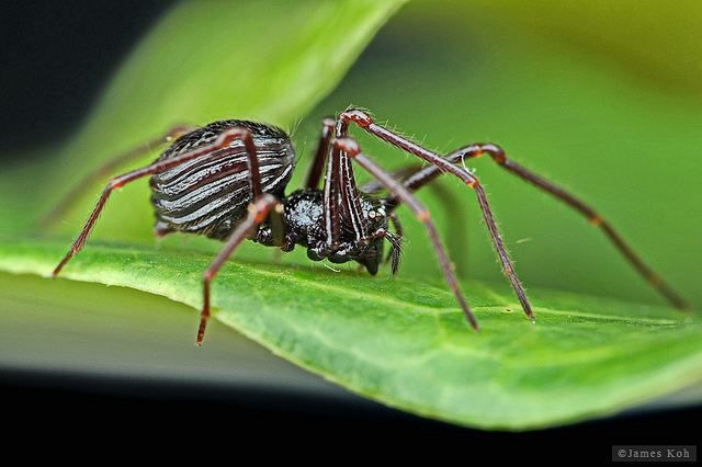 Tetrablemmidae Araneae Tetrablemmidae Flickr