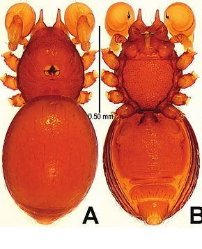 Tetrablemmidae httpsuploadwikimediaorgwikipediacommonsthu