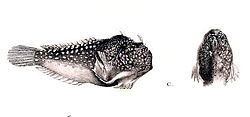 Tetrabrachiidae httpsuploadwikimediaorgwikipediacommonsthu