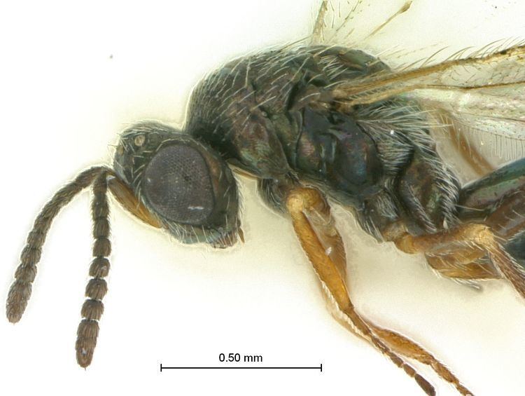 Tetracampidae Epiclerus species WaspWeb