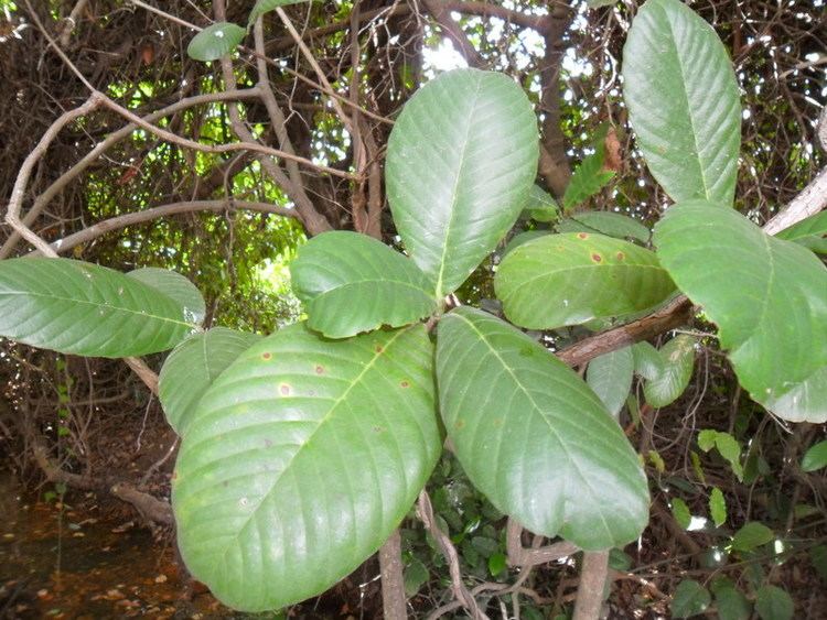 Tetracera West African Plants A Photo Guide Tetracera alnifolia Willd
