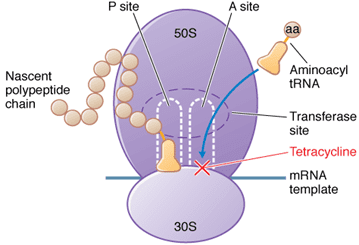 Tetracycline Antibiotic Drugs Information Description on Tetracycline