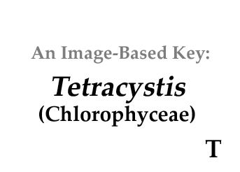 Tetracystis cfbunheduphycokeyChoicesChlorophyceaeunicell