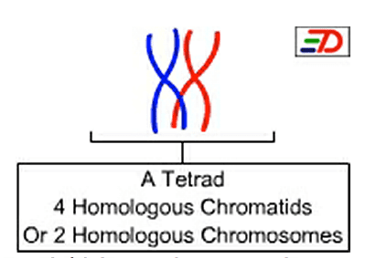 Tetrad (genetics) Difference Between Bivalent and Tetrad Definition Formation