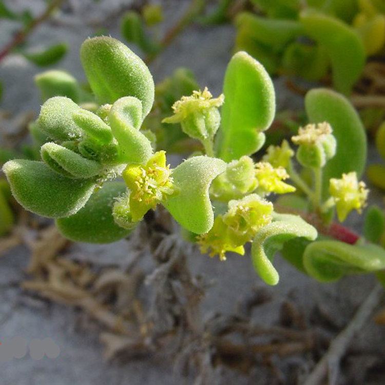 Tetragonia Australian Seed TETRAGONIA decumbens