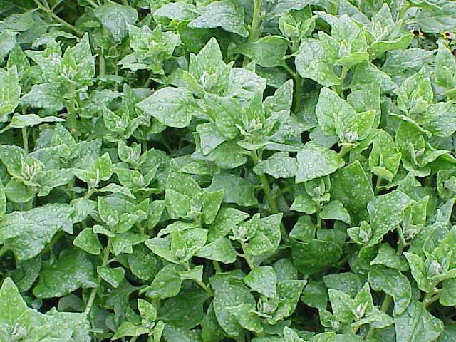 Tetragonia Tetragonia tetragonioides New Zealand spinach Tetragonia expansa