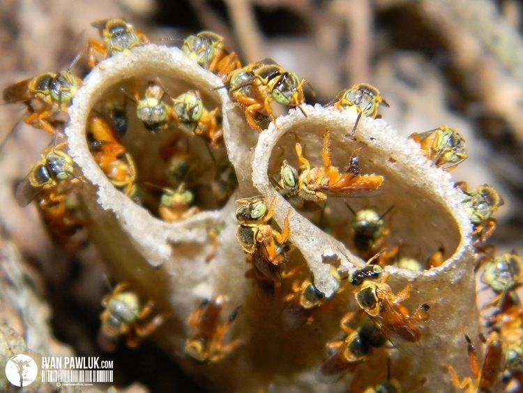 Tetragonisca angustula BioPhotos Ivan Pawluk Biodiversidad Tetragonisca Angustula