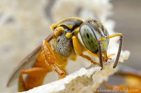 Tetragonisca angustula Bees