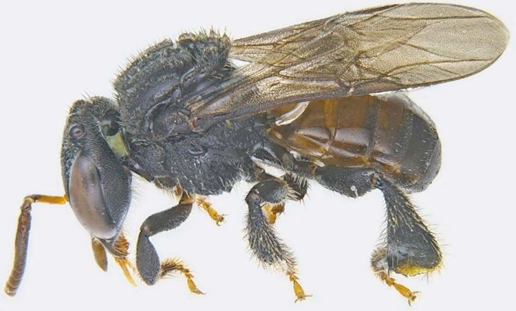 Tetragonula iridipennis Insect Pests