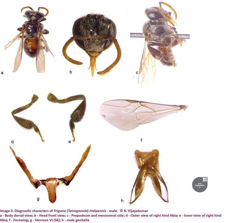 Tetragonula iridipennis Taxonomic notes on stingless bee Trigona Tetragonula iridipennis