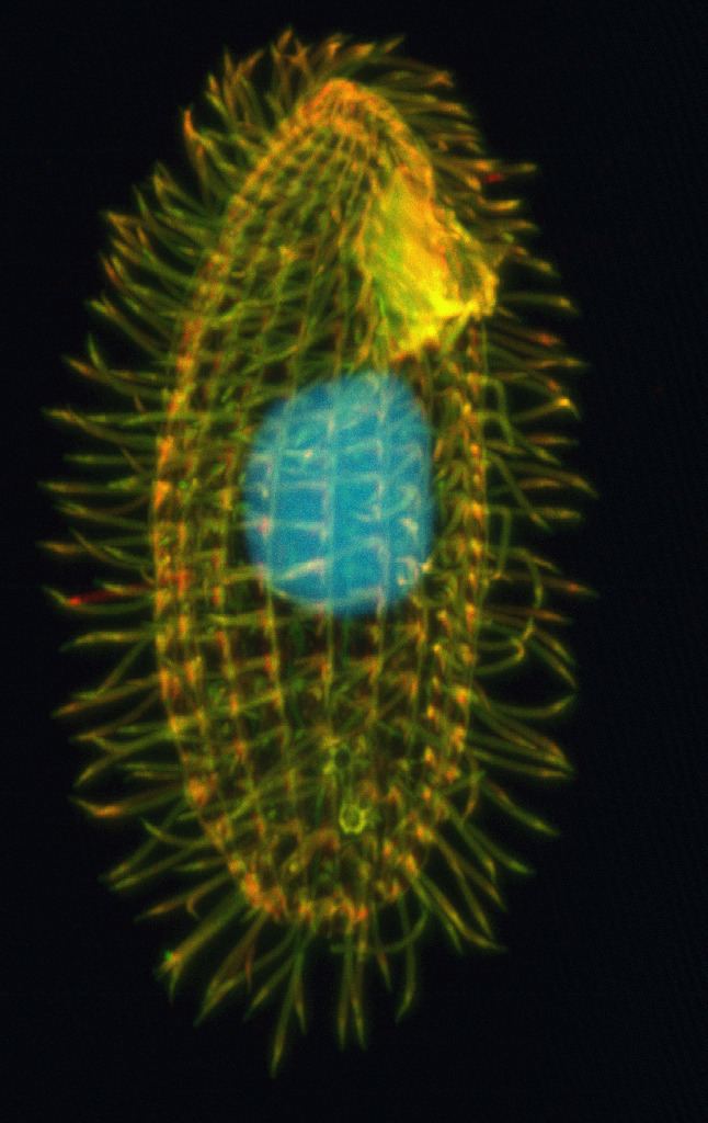 Tetrahymena httpsuploadwikimediaorgwikipediacommons00