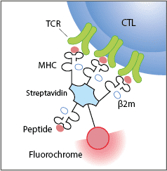 Tetrameric protein wwwmobiteccomcmsbilderproductstetramersTetr