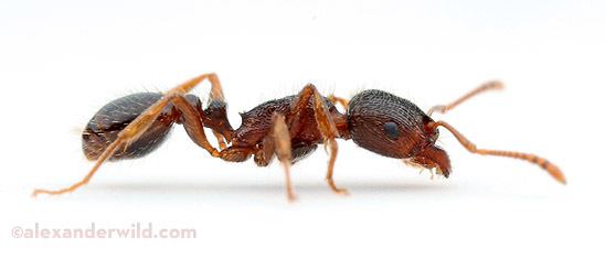 Tetramorium Tetramorium