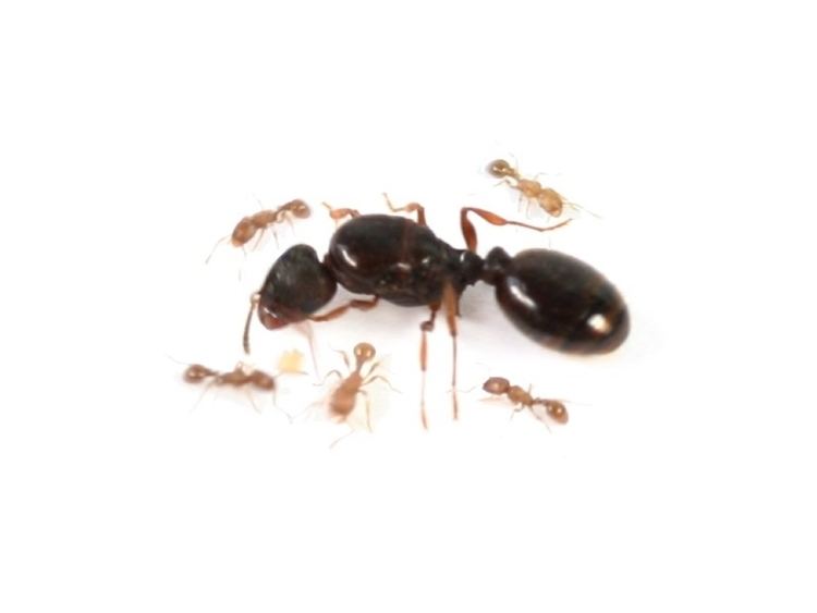 Tetramorium ANTSTORE Ameisenshop Ameisen kaufen Tetramorium caespitum