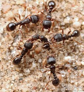 Tetramorium Tetramorium Alex Wild Photography