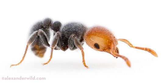 Tetramorium Tetramorium