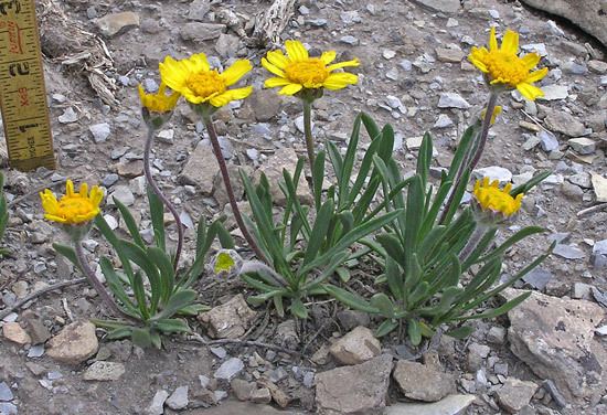 Tetraneuris acaulis Southwest Colorado Wildflowers Tetraneuris acaulis
