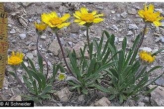 Tetraneuris acaulis Plants Profile for Tetraneuris acaulis stemless fournerve daisy