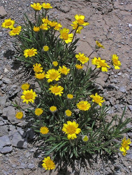 Tetraneuris Southwest Colorado Wildflowers Tetraneuris acaulis