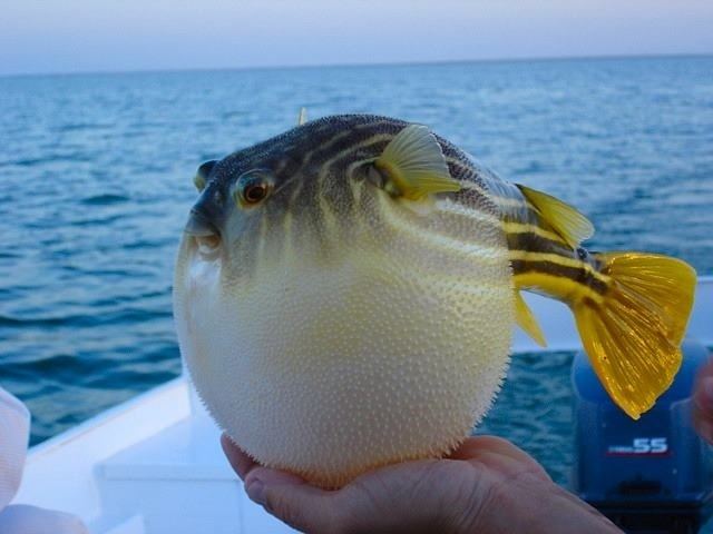 Tetraodontidae 1000 images about FishPuffer on Pinterest Animal photography
