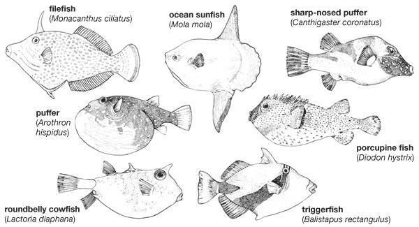 Tetraodontiformes tetraodontiform fish order Britannicacom
