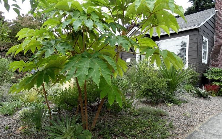 Tetrapanax danger garden Tetrapanax papyrifer is my favorite plant in the