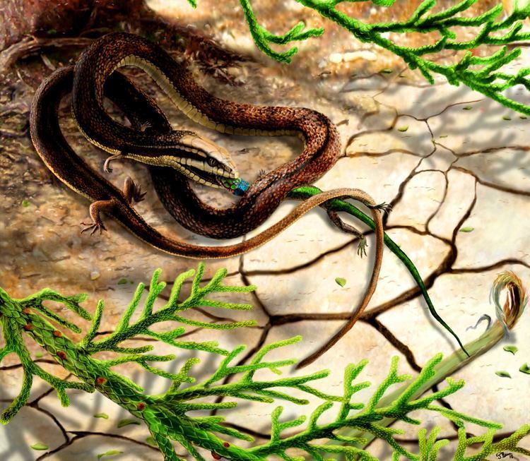 Tetrapodophis Tetrapodophis amplectus Paleontologists Find FourLimbed Snake